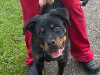 Rottweiler dogs 6 month old reluctant sale - Advert 5