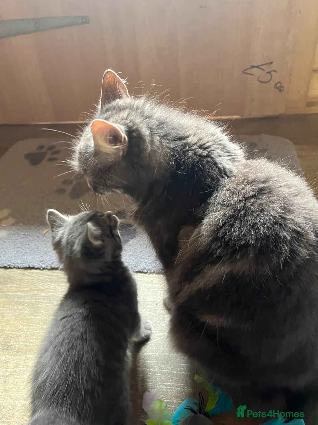 Mixed Breed cats for sale: Gorgeous little girls looking for their new homes in Heathfield - Advert 5