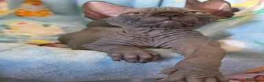 Sphynx 2