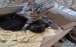 Mixed Breed cats for sale: Mixed breed kittens - Image 6