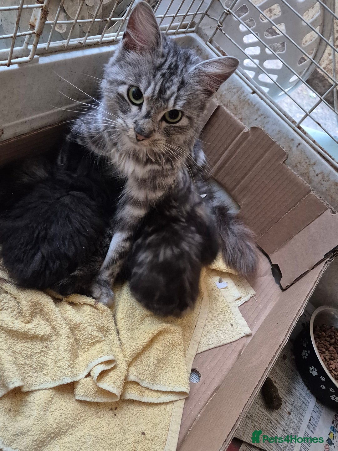 Mixed Breed cats for sale: Mixed breed kittens - Image 6