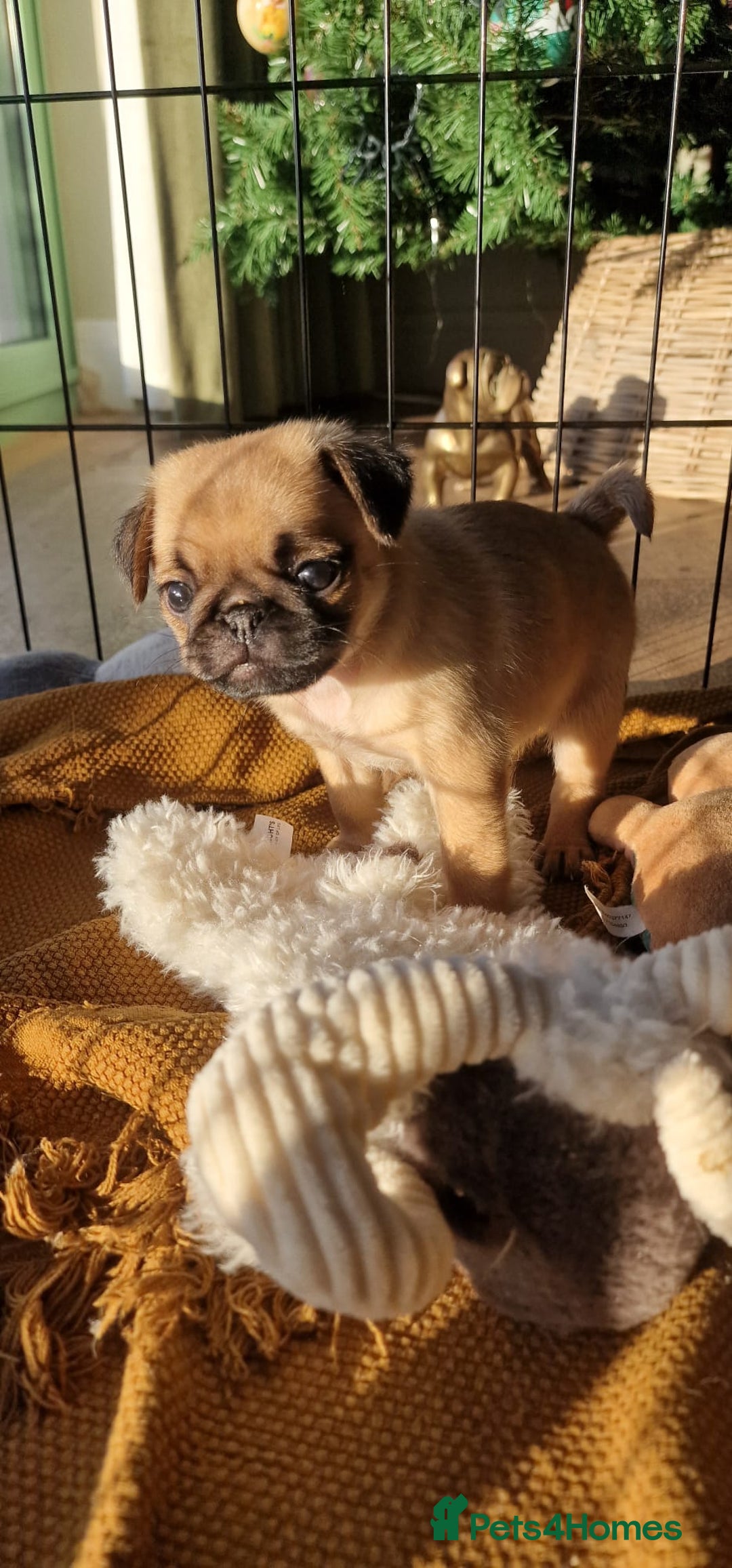 Mixed Breed dogs for sale: Pug/Japanese chin puppies - Advert 8
