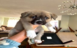 Mixed Breed dogs for sale: Beautiful German Shepherd cross puppies  - Advert 7