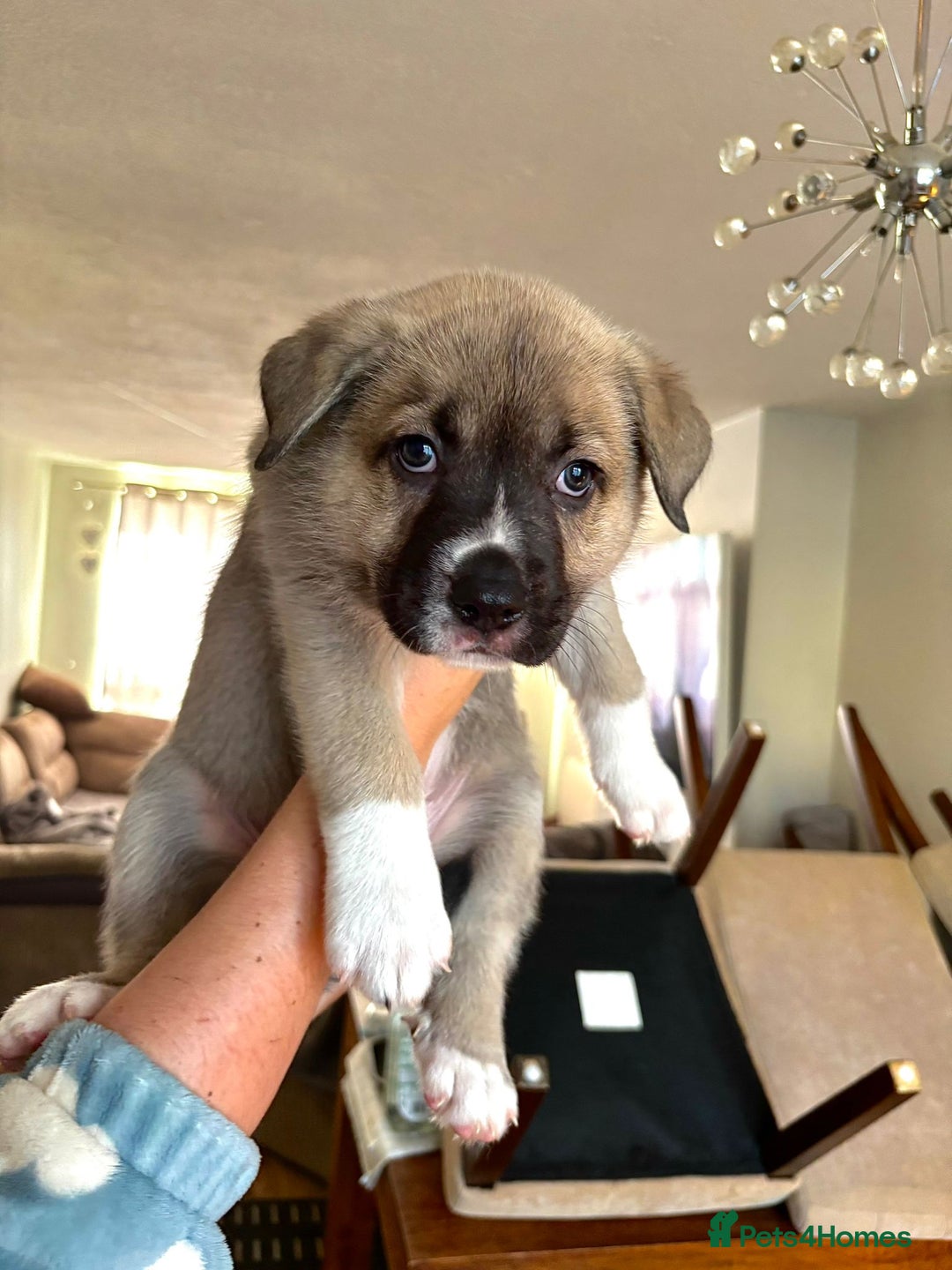 Mixed Breed dogs for sale: Beautiful German Shepherd cross puppies  - Advert 7