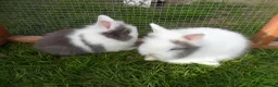 Lionhead rabbits for sale: BEAUTIFUL BABY LIONHEAD RABBITS WITH BLUE EYES in Southampton - Advert 13