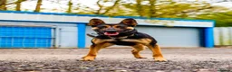 Belgian Shepherd Dog dogs for sale: BRN Dutch Herder Puppies (3 left!) - Advert 7