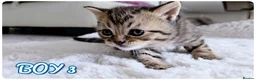 British Shorthair cats for sale: Beautiful British Shorthair Kittens – Home Raised - Advert 3