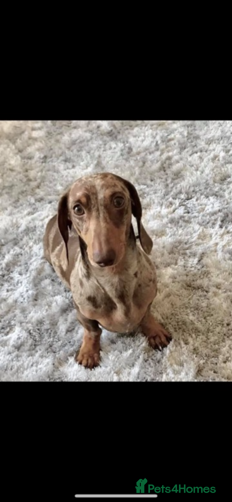Miniature Dachshund dogs Dapple Kc registered stud  - Advert 1