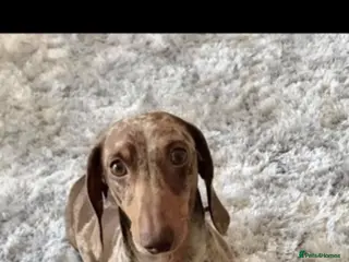 Miniature Dachshund dogs Dapple Kc registered stud - Advert 1