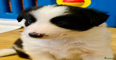 Border Collie dogs - Advert 4