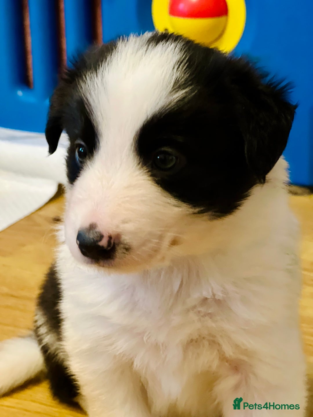 Border Collie dogs for sale: 3 left🐾Ready to leave in 2 weeks🐾Border Collie🐾 - Image 4