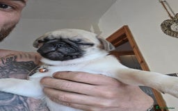 Pug dogs for sale: Update 22/7/25 SILVER AND APRICOT PUPPIES  - Image 21