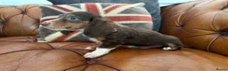 Miniature Dachshund dogs for sale: Miniature Dachshund 5 ⭐ License 5 ⭐ reviews - Advert 20