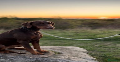 Dobermann dogs - Advert 6