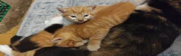 Domestic Shorthair cats for sale: ⭐ Adorable kittens Looking for Loving Home ⭐  in Newport - Advert 8