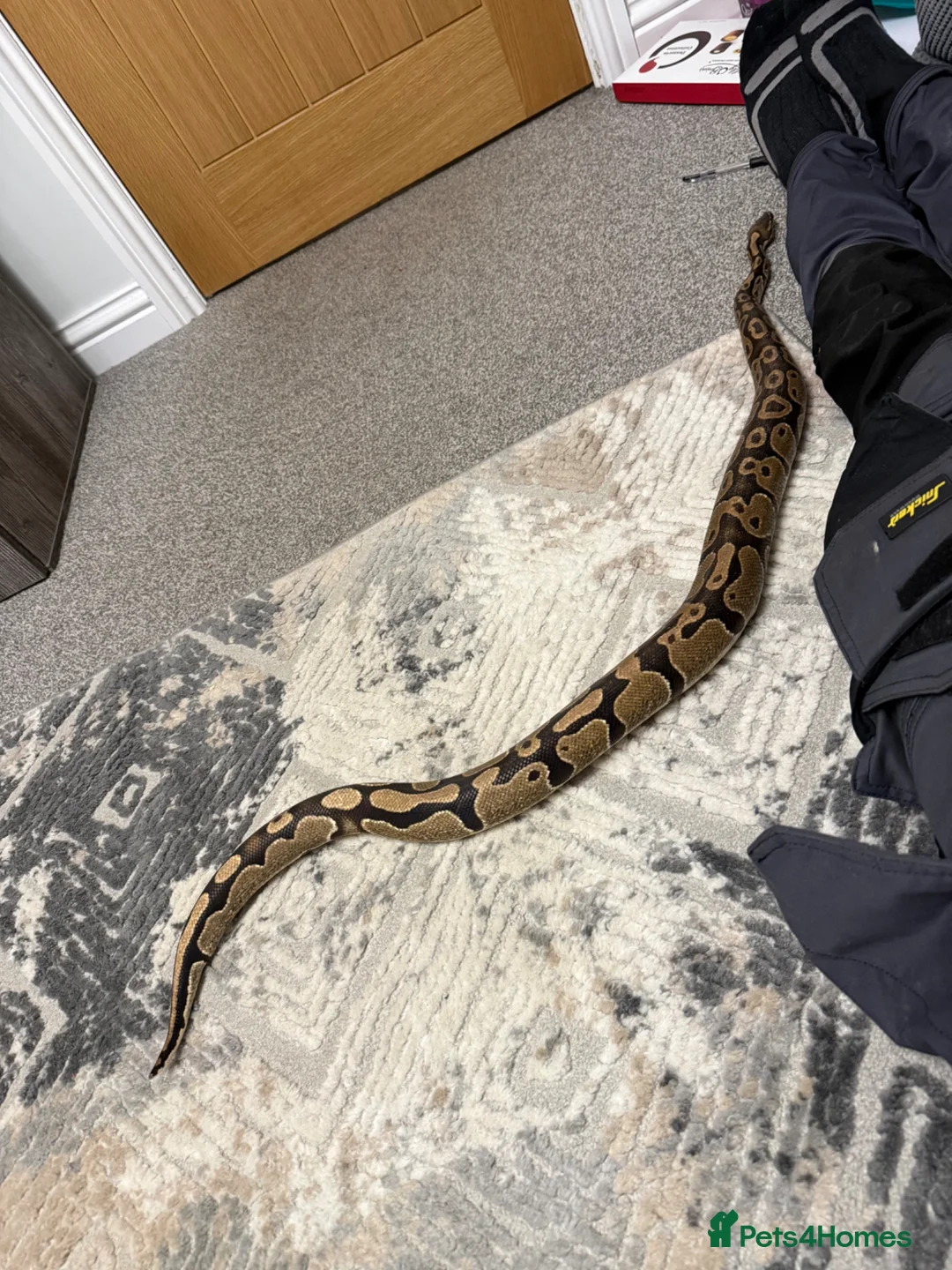 Python Snake reptiles for sale: Royal / ball python  in Grimsby - Advert 10