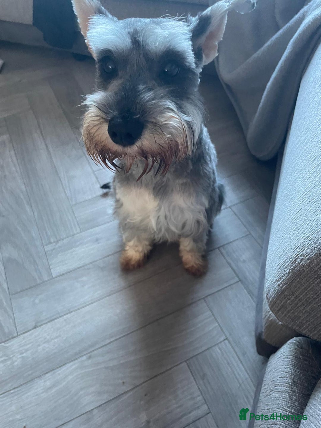 Miniature Schnauzer dogs for sale: Miniature Schnauzer pups for sale - Advert 1