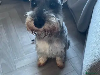 Miniature Schnauzer dogs Miniature Schnauzer pups for sale - Advert 2