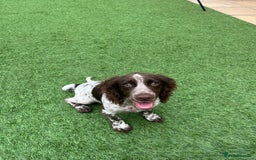 Sprocker dogs for sale: Sprocker spaniel puppy - Image 1