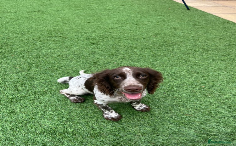 Sprocker dogs - Advert 1