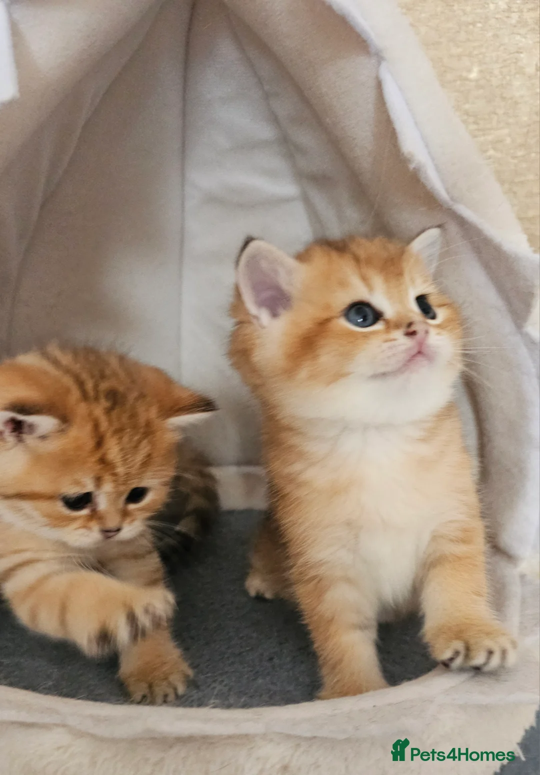 Scottish Fold cats for sale: Tica Registered pedigree kittens  - Advert 26
