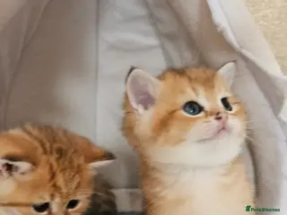 Scottish Fold cats Tica Registered pedigree kittens FOR RESERVATION - Advert 3