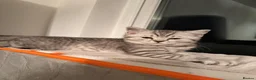 Scottish Fold cats for sale: Beautiful Female Kitten Looking for a Loving Home - Advert 2