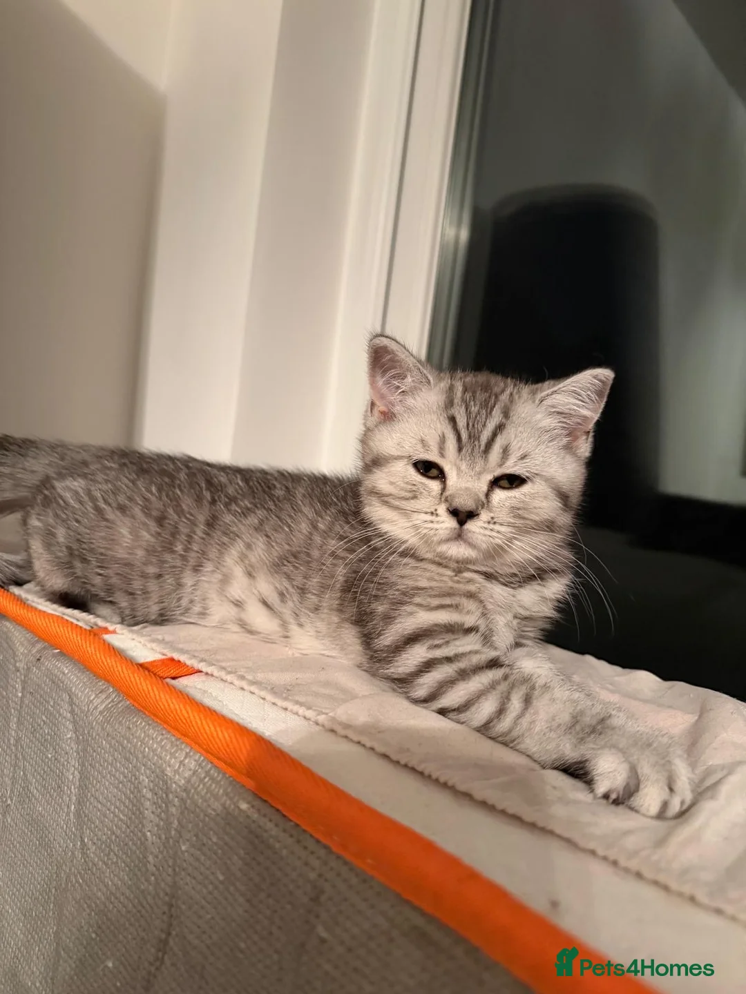 Scottish Fold cats for sale: Beautiful Female Kitten Looking for a Loving Home - Advert 2
