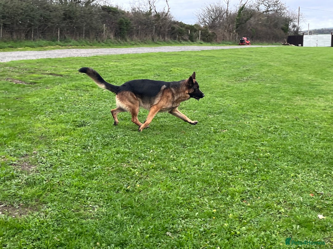 German Shepherd dogs for sale: Incredible KC reg German Shepherd - Advert 5