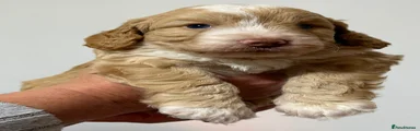 Cockapoo 5