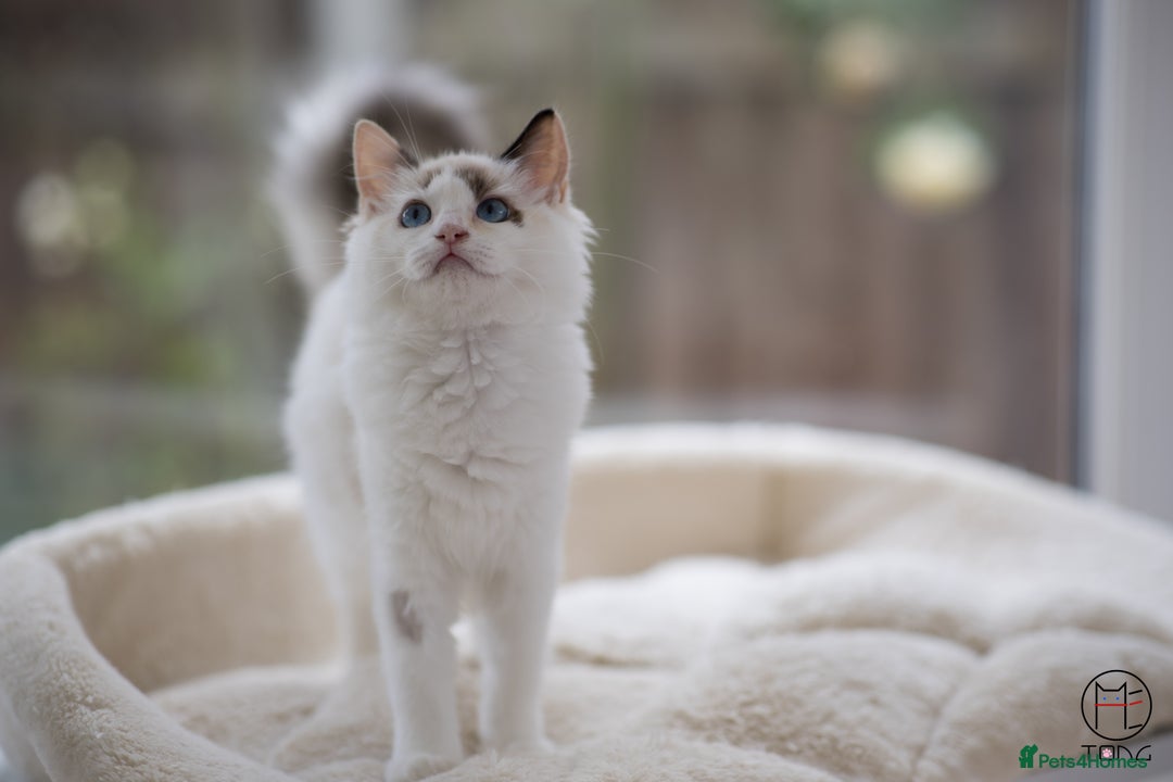 Ragdoll cats for sale: Rare colour GCCF kittens from Champion lines - Image 11