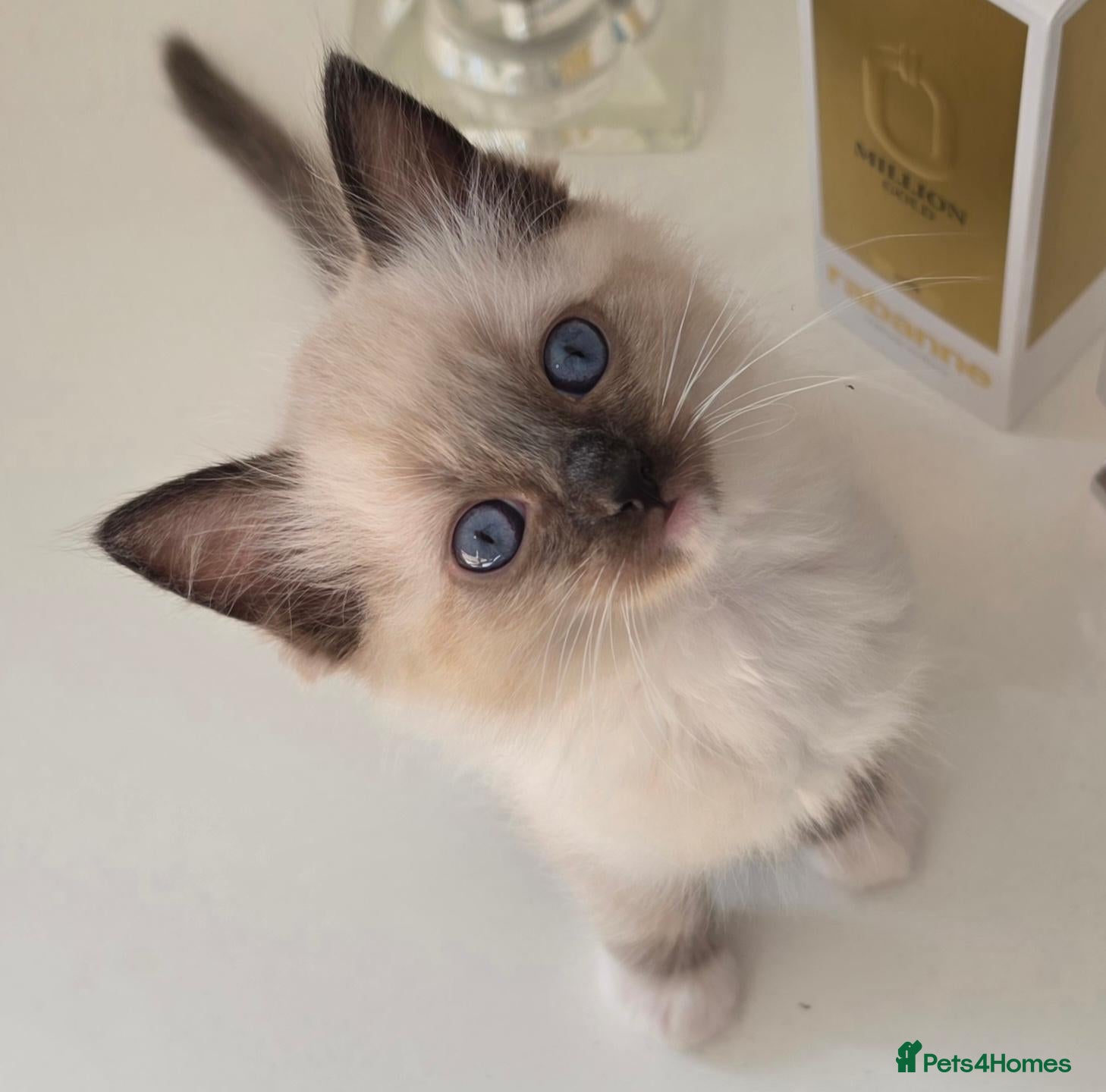 Ragdoll cats Stunning ragdoll kittens - Advert 13