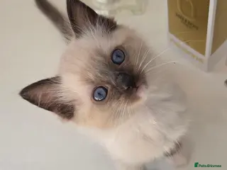 Ragdoll cats Stunning ragdoll kittens - Advert 13