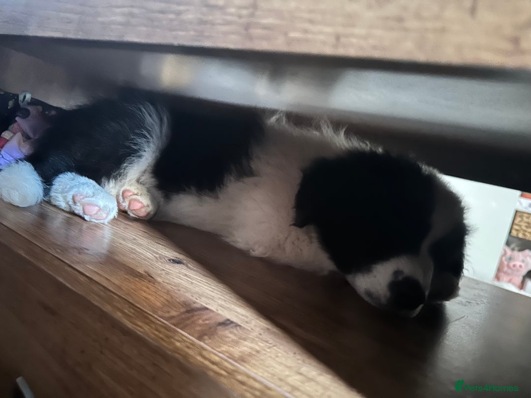 Border Collie dogs for sale: Dylan /Dill - ONLY 4 LEFT International Champion blood line - Image 3