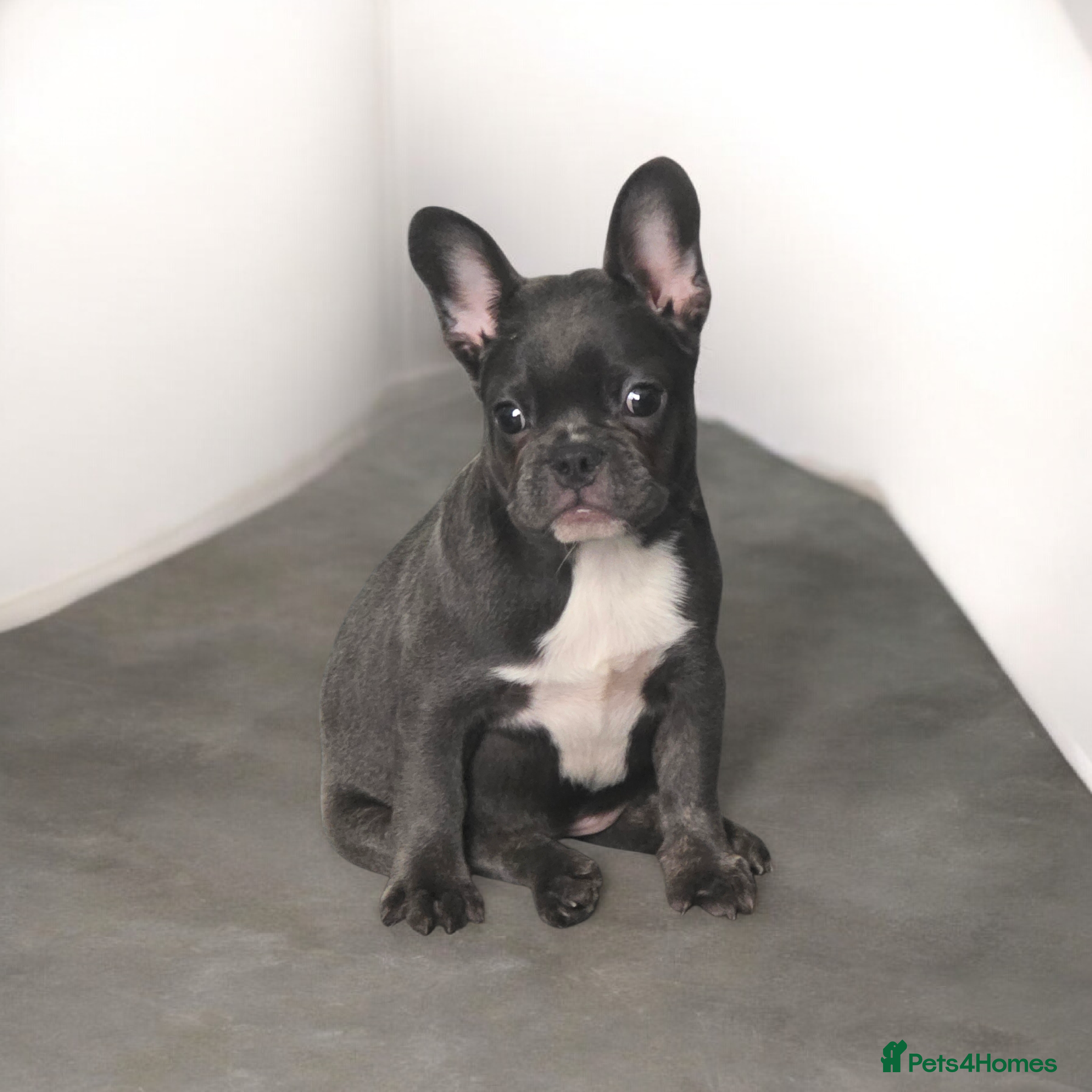 French Bulldog dogs French Bulldog Puppy - Advert 4