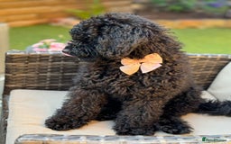 Miniature Poodle dogs for sale: Majestic trusted companies secure yours today  - Image 4