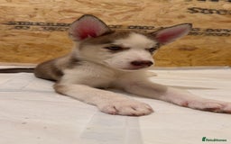 Siberian Husky dogs for sale: 2 Siberian husky puppies  - Image 2