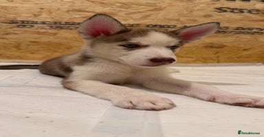 Siberian Husky dogs - Advert 14