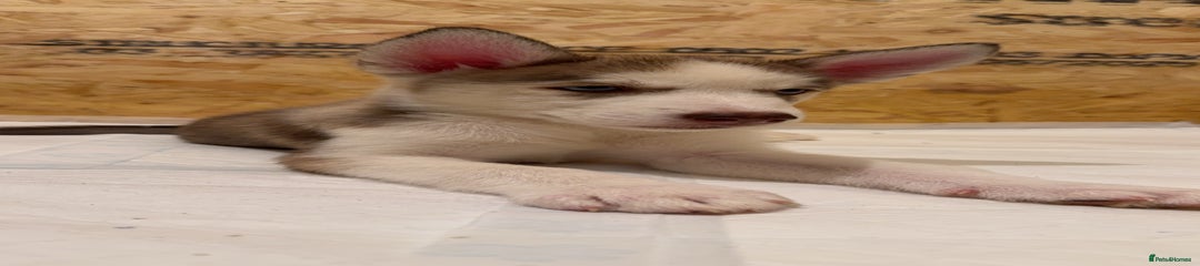 Siberian Husky Puppy 2