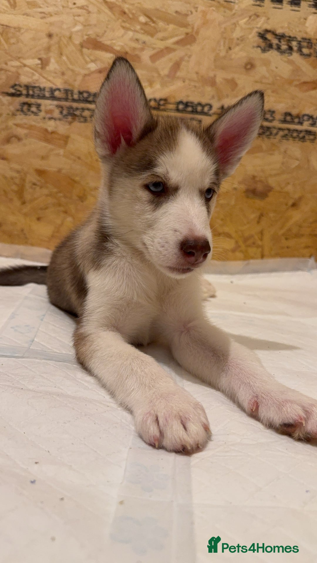 Siberian Husky dogs for sale: 2 Siberian husky puppies  - Image 2