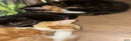 Mixed Breed cats for sale: Velvet kisses  - Advert 4