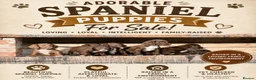 Sprocker dogs for sale: 🐶 SPROCKER SPANIEL PUPPIES 🐶  - Advert 1
