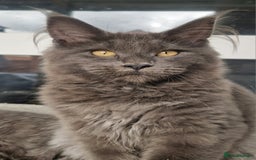 Maine Coon cats for sale: Maine coon kittens  - Image 6