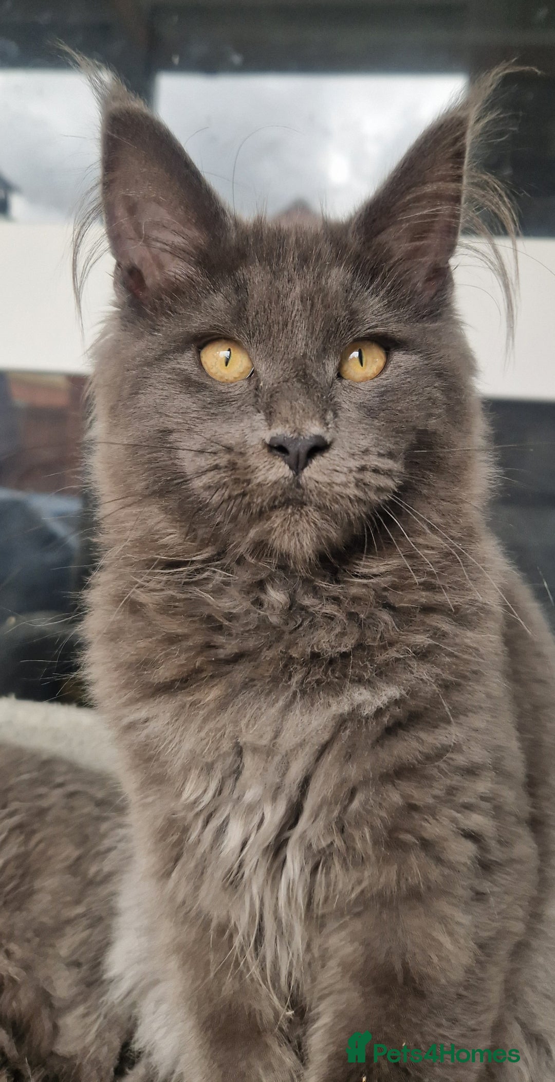 Maine Coon cats for sale: Maine coon kittens  - Image 6