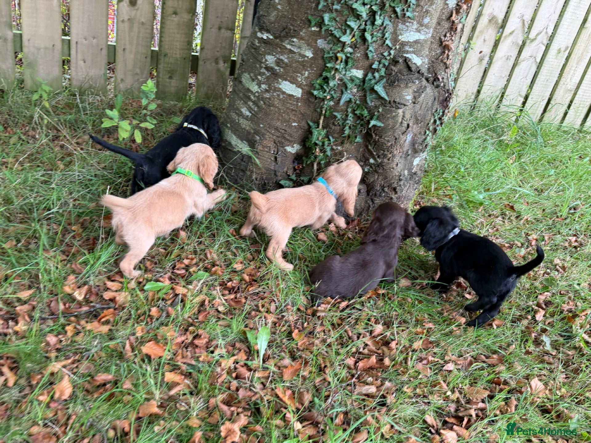 Cocker Spaniel dogs KC Registered Cocker Spaniels - Advert 2