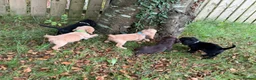 Cocker Spaniel dogs for sale: KC Registered Cocker Spaniels - Advert 2