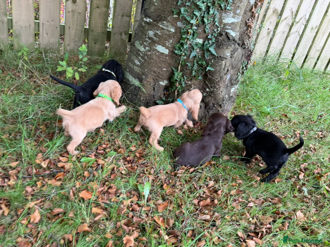 Cocker Spaniel dogs for sale: KC Registered Cocker Spaniels - Advert 2