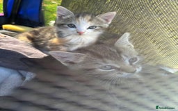 Mixed Breed cats for sale: 3 cute kittens ready for new home - Image 11