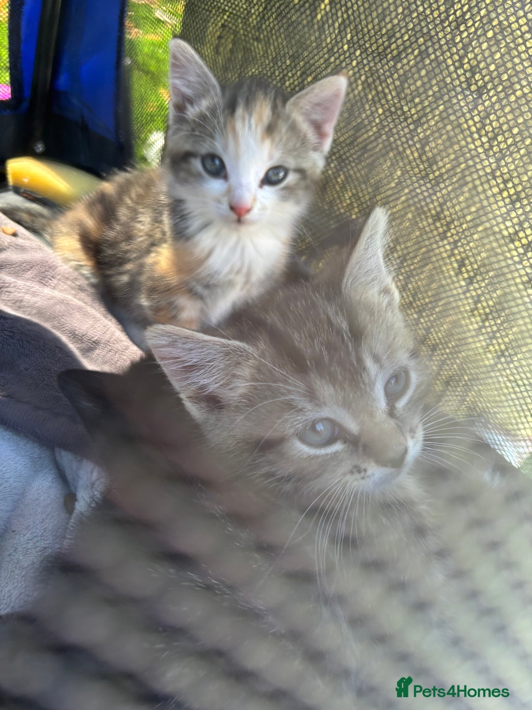 Mixed Breed cats for sale: 3 cute kittens ready for new home - Image 11