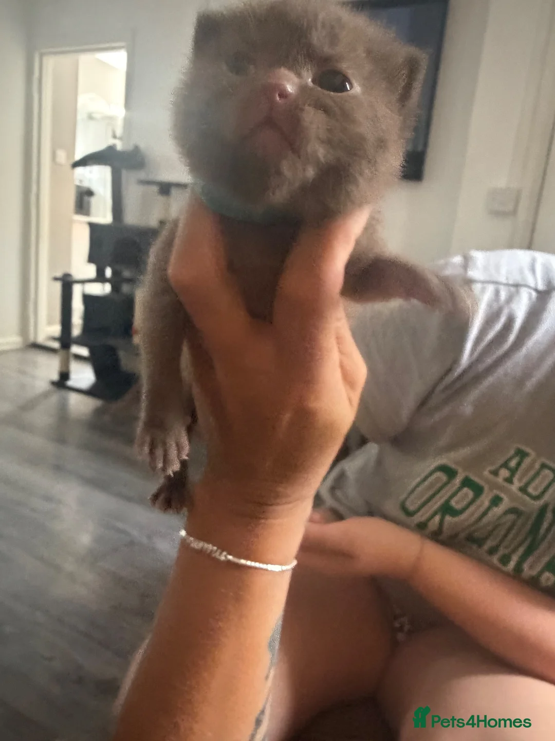 British Shorthair cats for sale: British shorthair kittens - Advert 2